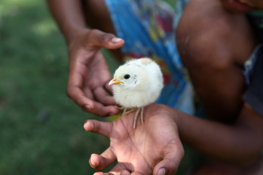 A tiny and fluffy biddy in the hand of a kid
