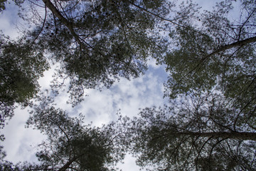 watching the sky true the trees