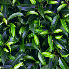 Fototapeta na wymiar Background of green leaves. Natural background.