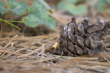 close up on pine cone 