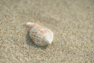 砂浜と貝殻
