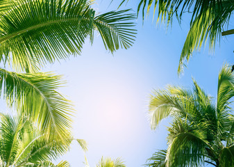 Fototapeta na wymiar Palm tree with blue sky