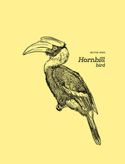 Oriental Pied Hornbill, hand draw sketch vector. © Yada