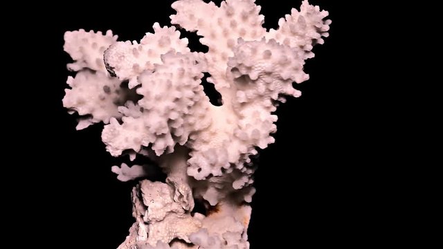 White Sea Coral on Black Background, Warm Light – Close-up, Detail