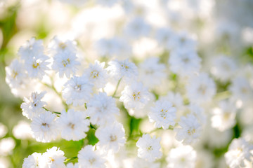 Very light background of flowers baby's breath.
