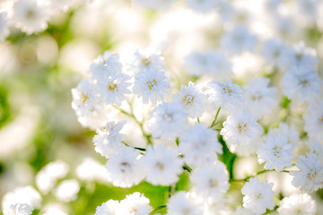 Very light background of flowers baby's breath.