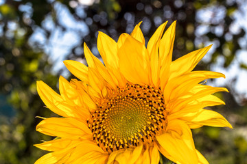 Yellow sunflower. Sunflowers in the sun. 