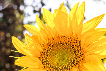 Yellow sunflower. Sunflowers in the sun. 