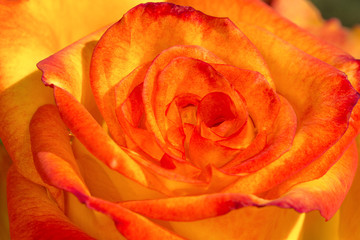 Orange-red rose. Close-up photo. 