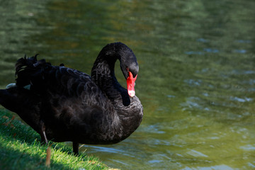 Naklejka premium beautiful black swan