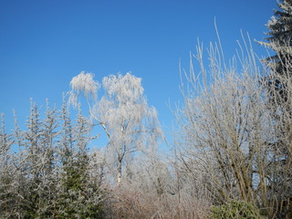 Frost, eisverkrustete Bäume vor strahlend blauem Himmel, Copyspace, frostige Winterlandschaft,...