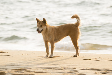 A dog standing on the beach