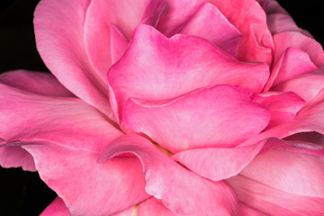 Pink rose. Close-up photo. 