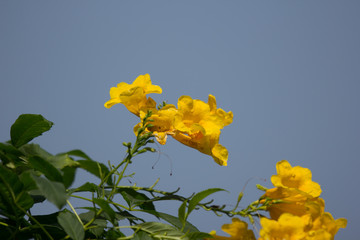  Yellow elder with blue sky background