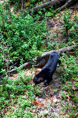 Malayan Sunbear (Helarctos malayanus) in the jungle, Sabah, Borneo, Malaysia.