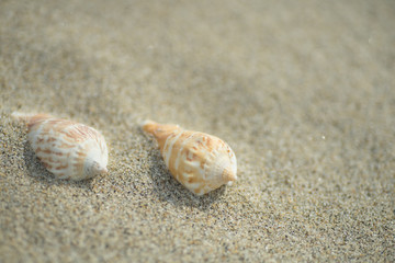 砂浜と貝殻

