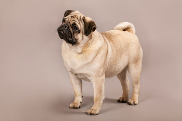 Obraz premium Мопс стоит на изолированном фоне в студии.