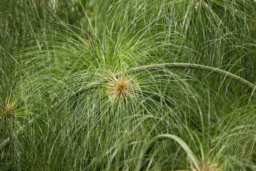  Green Small Leaf of Papyrus tree.