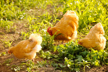 Exotic roosters and chickens on a background of green grass. Home farm in the south of Russia. Red, white, mottled.