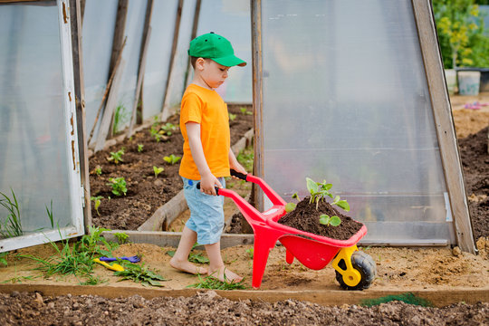 Child Carries A Wheelbarrow With Seedlings