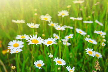 Fototapeta premium Daisy field in the sunny summer day.