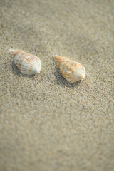 砂浜と貝殻

