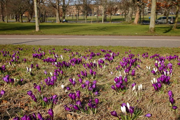 Spring crocuses in field in park, violet and white, bloom, green grass, trees