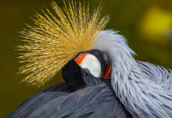 Fototapeta premium Grey Crowned Crane (Balearica regulorum)