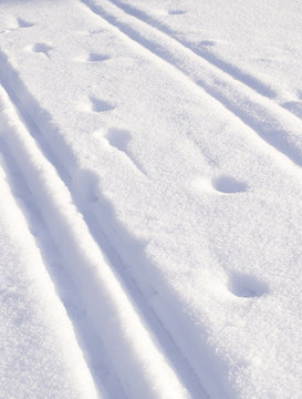 Closeup of ski tracks and animal footprints vertical