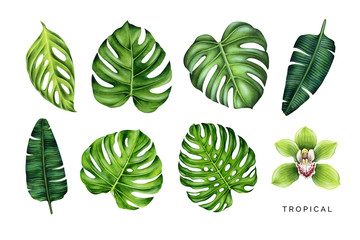 Tropical set. Green leaves and orchid flower. Hand painted watercolor illustrations isolated on white.  © Janis