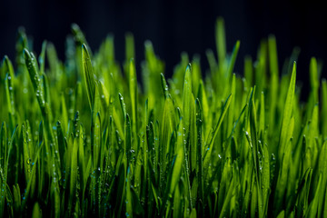 Fototapeta na wymiar green grass after rain 