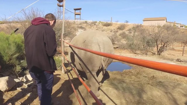 rhinoceros being filmed by wildlife video crew