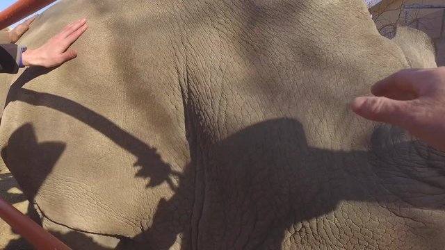 touching a white rhinoceros pov as it walks by
