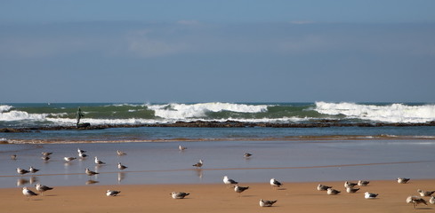 Panoramiczny widok plaży, spienionego oceanu, fala z białą pianą załamuje się, na mokrym piasku stoją mewy