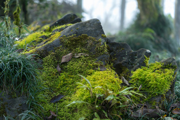 Green mossy rocks