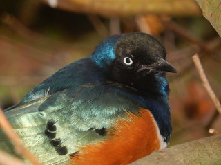Superb Starling - taken at Chester Zoo