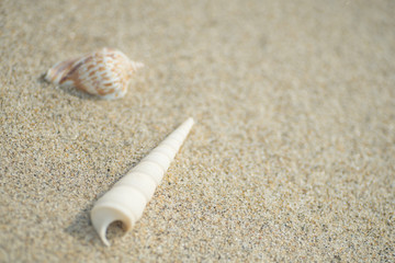 砂浜と貝殻
