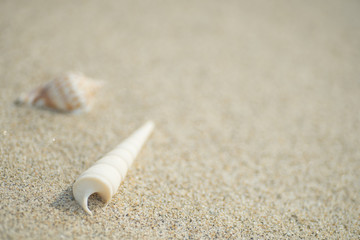 砂浜と貝殻
