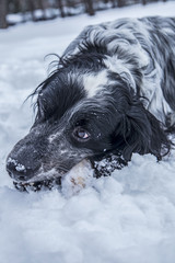 Cute black and white English Setter dog playing in snow on a winter's day
