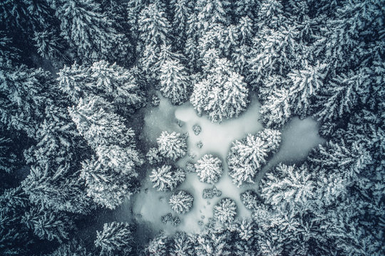 Snowy pine trees snow landscape.