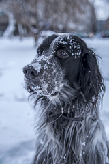 Cute black and white English Setter dog playing in snow on a winter's day
