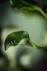 flower bouquet macro