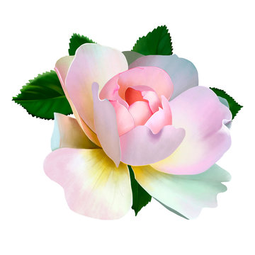 Fototapeta Queen of flowers, in delicate pastel colors isolated on white background with petals and leaves