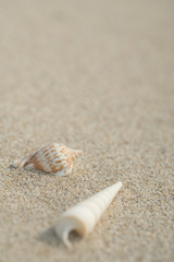 砂浜と貝殻
