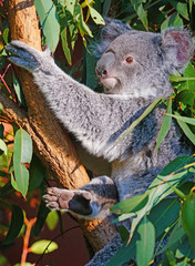 A koala sleeping on a eucalyptus gum tree in Australia