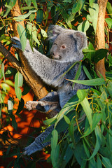 A koala sleeping on a eucalyptus gum tree in Australia