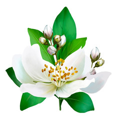 Fototapeta premium Bouquet of delicate Jasmine, in leaves and buds, close-up on white background. As a greeting watercolor illustration of the international women's day, and for any other holiday