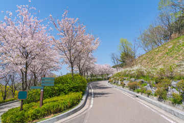 Light pink cherry blossom flowers blooming with blue sky, Sakura flowers in spring season at Naksan park, South Korea on April 12, 2017