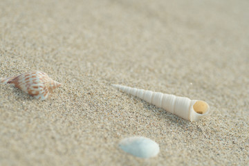 砂浜と貝殻
