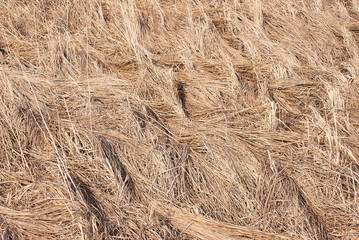 Dry grass. Natural background. Straw